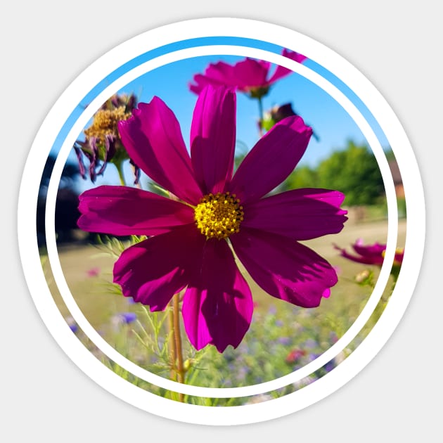 Cosmos Wildflowers Nature Circle Sticker by ellenhenryflorals